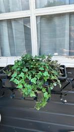 Ijzeren zwarte iphangbsk met plastic bak, Tuin en Terras, Planten | Bomen, Ophalen of Verzenden, Halfschaduw, Overige soorten