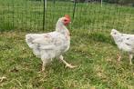 Vuilwit (splash) marans haan, Dieren en Toebehoren, Pluimvee, Mannelijk, Kip