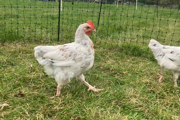 Vuilwit (splash) marans haan beschikbaar voor biedingen