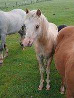 Nieuwe advertentie 2  mooie a welsh a hengstjes, Dieren en Toebehoren, Pony's, Merrie, A pony (tot 1.17m), Recreatiepony, 0 tot 2 jaar