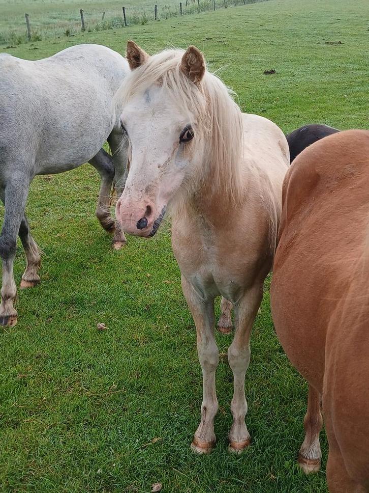 Nieuwe advertentie 2  mooie a welsh a hengstjes, Dieren en Toebehoren, Pony's, Merrie, A pony (tot 1.17m), Recreatiepony, 0 tot 2 jaar