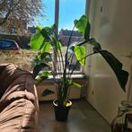 Strelitzia Reginae - Paradijsvogelplant 1.60m, Huis en Inrichting, Ophalen, In pot