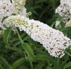 Buddleja White Profusion | Vlinderstruik | Chemievrij | C2, Ophalen of Verzenden, Vlinderstruik, Struik, Minder dan 100 cm
