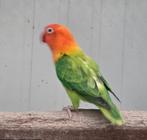 5-0 Fischeri pale fallow opaline, Meerdere dieren, Dwergpapegaai of Agapornis, Geringd