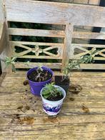 Kleine vlinderstruikjes, Tuin en Terras, Planten | Tuinplanten, Volle zon, Vaste plant, Zomer, Ophalen