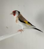 Putter Majoor man Agaat van 2023., Dieren en Toebehoren, Vrouwelijk, Wildzangvogel