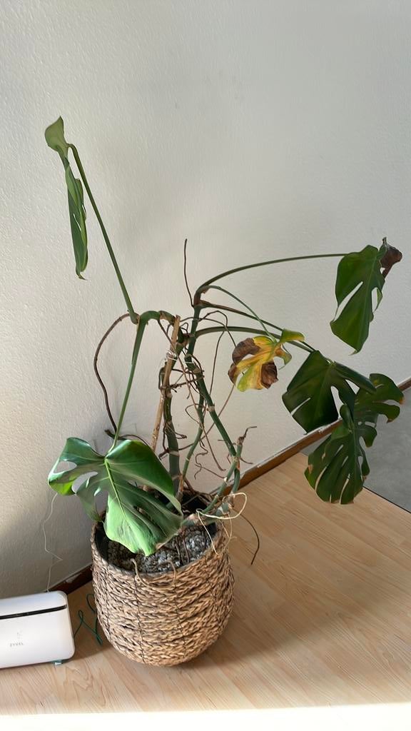 Gratis Monstera plant met mand, Huis en Inrichting, Kamerplanten, Ophalen, Halfschaduw, Minder dan 100 cm