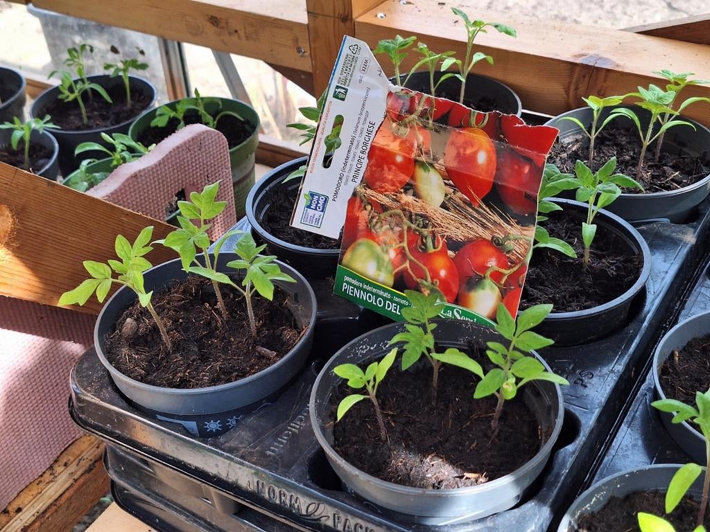 Tomatenplantjes, Ophalen, Volle zon, Groenteplanten, Eenjarig