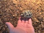 Lieve landschildpad zoekt een nieuw baasje inclusief bak, Dieren en Toebehoren, Schildpad