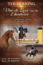 TER DEKKING! WELSH B HENGST!