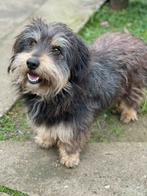 Skip is een knapperd van anderhalf jaar jong, Particulier, Reu, 1 tot 2 jaar, Buitenland