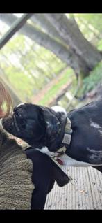 Prachtige dekreu Retro mops, frops, puggle, franse bulldog, Dieren en Toebehoren, Reu, Parvo, Eén hond, 3 tot 5 jaar