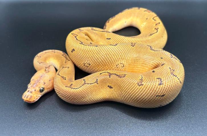 1.0 Pinstripe Clown het Hypo ball python regius te koop Ball Python - male for sale from Kevin