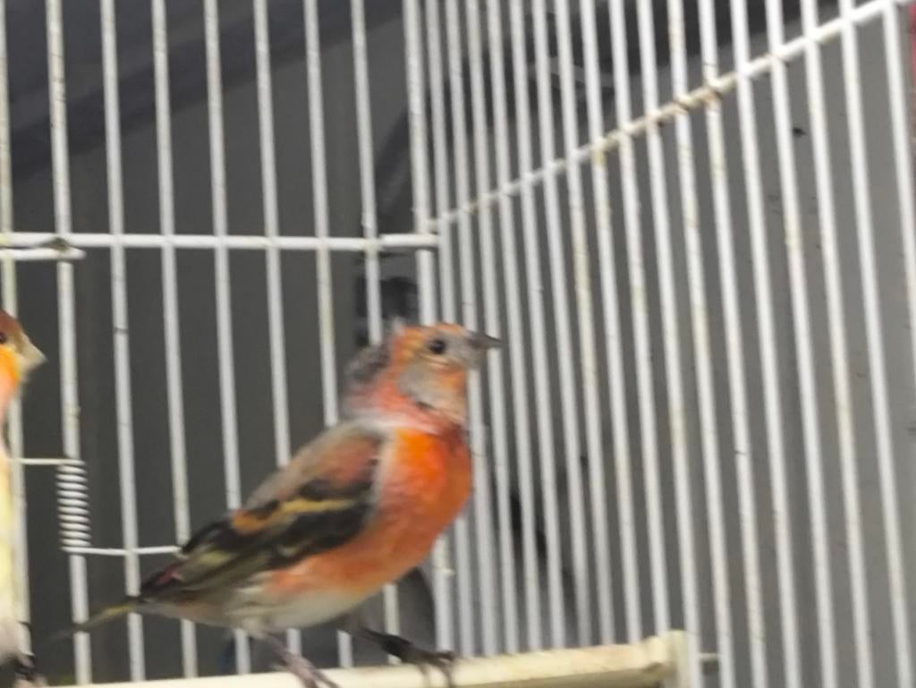 F1 Kapoetsen sijs X Portugese Harlekijn, Mannelijk, Geringd