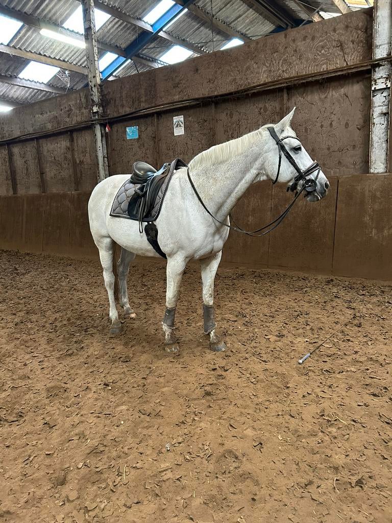 Stalling oudere dominante merrie, Dieren en Toebehoren, Stalling en Weidegang, Stalling