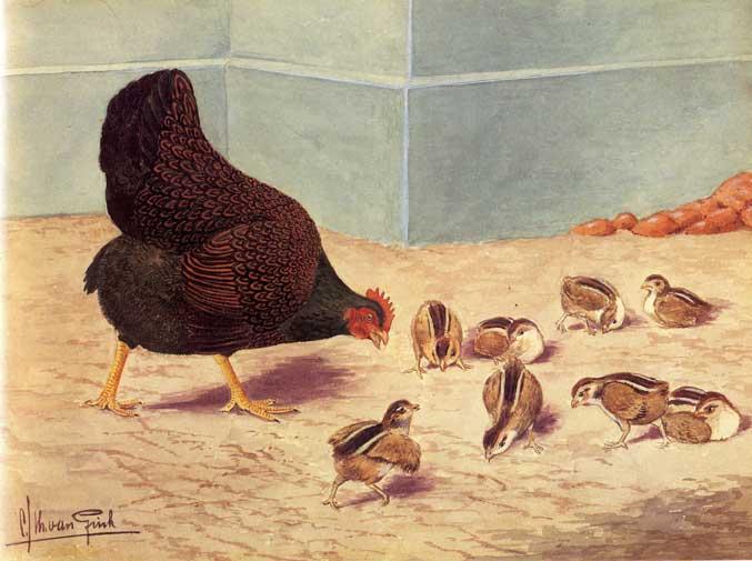 Barnevelder hennen kuikens, Dieren en Toebehoren, Pluimvee, Vrouwelijk, Kip