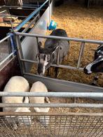 Dassenkop swifter met 2 ooilammeren, Vrouwelijk, Schaap