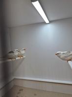 Jonge zebravinken, Dieren en Toebehoren, Meerdere dieren