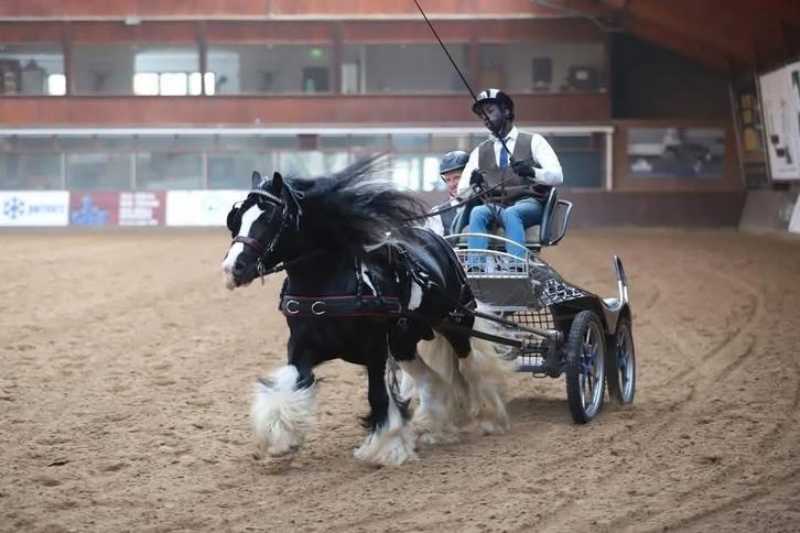 Mooie bereden en betuigde tinker ruin, Dieren en Toebehoren, Paarden, Ruin, Minder dan 160 cm, 3 tot 6 jaar, Met stamboom, Gechipt