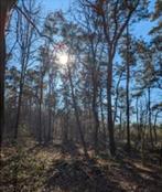 Bosgrond te koop in Sevenum 86,92 are, Sevenum, Verkoop zonder makelaar, 500 tot 1000 m²