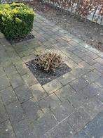 2 Grote roze hortensia's & buxus boompje (ook apart), Overige soorten, Vaste plant, Ophalen of Verzenden, Halfschaduw