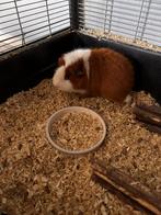 2 lieve beertjes, Cavia, Mannelijk, Tam, Oktober