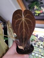 Anthurium yellow spider stemcutting, Ophalen of Verzenden, Halfschaduw, Minder dan 100 cm