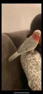 rose kaketoe Super tam en jong, Dieren en Toebehoren, Vogels | Parkieten en Papegaaien, Mannelijk, Papegaai, Geringd