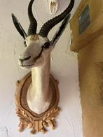 Springbok, preparaat, opgezette kop, prima uitstraling, Ophalen of Verzenden, Gebruikt, Wild dier, Opgezet dier