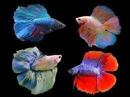 Betta - Plakat Halfmoon Fancy Double Tail - Koidreams, Vis, Zoetwatervis