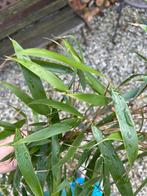 Woekerende bamboe, 4 meter hoog - Wortelbegrenzer nodig!, Bloeit niet, Overige soorten, 400 cm of meer, Ophalen