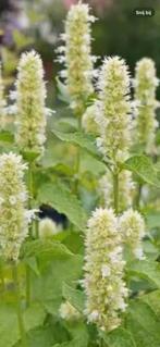 Dropplant, Tuin en Terras, Ophalen, Eenjarig, Overige soorten, Volle zon