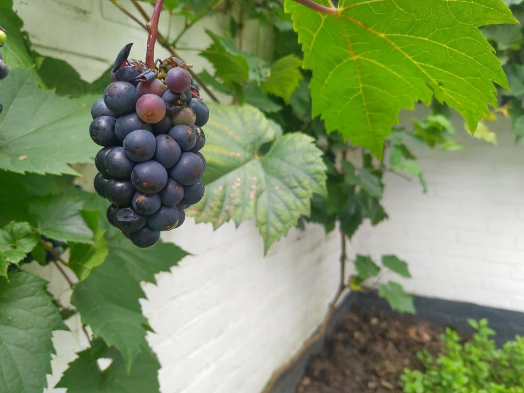 Leon Millot druivenstok in pot, 35cm hoogte, Ophalen, Minder dan 100 cm, In pot