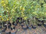 Laagstam fruitbomen, diverse soorten, Tuin en Terras, Planten | Fruitbomen, Lente, Overige soorten, Volle zon, In pot