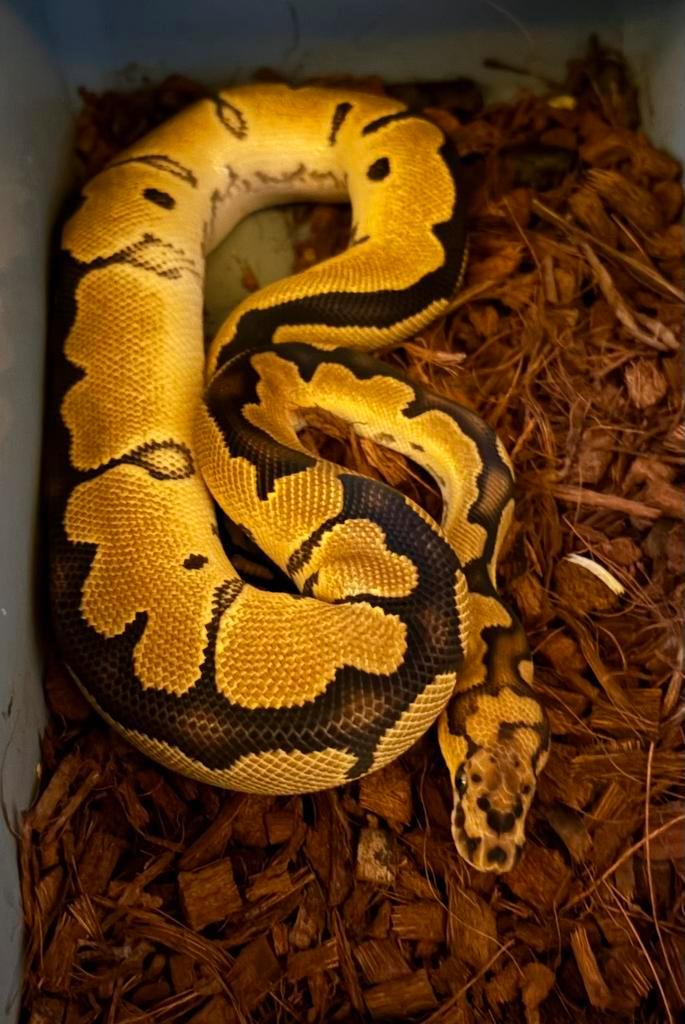 0.1 python regius blade clown het piebald