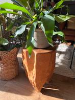 Driepoot Teakhouten Boomstam Kruk Plantentafel Massief, Ophalen, Gebruikt, Hout