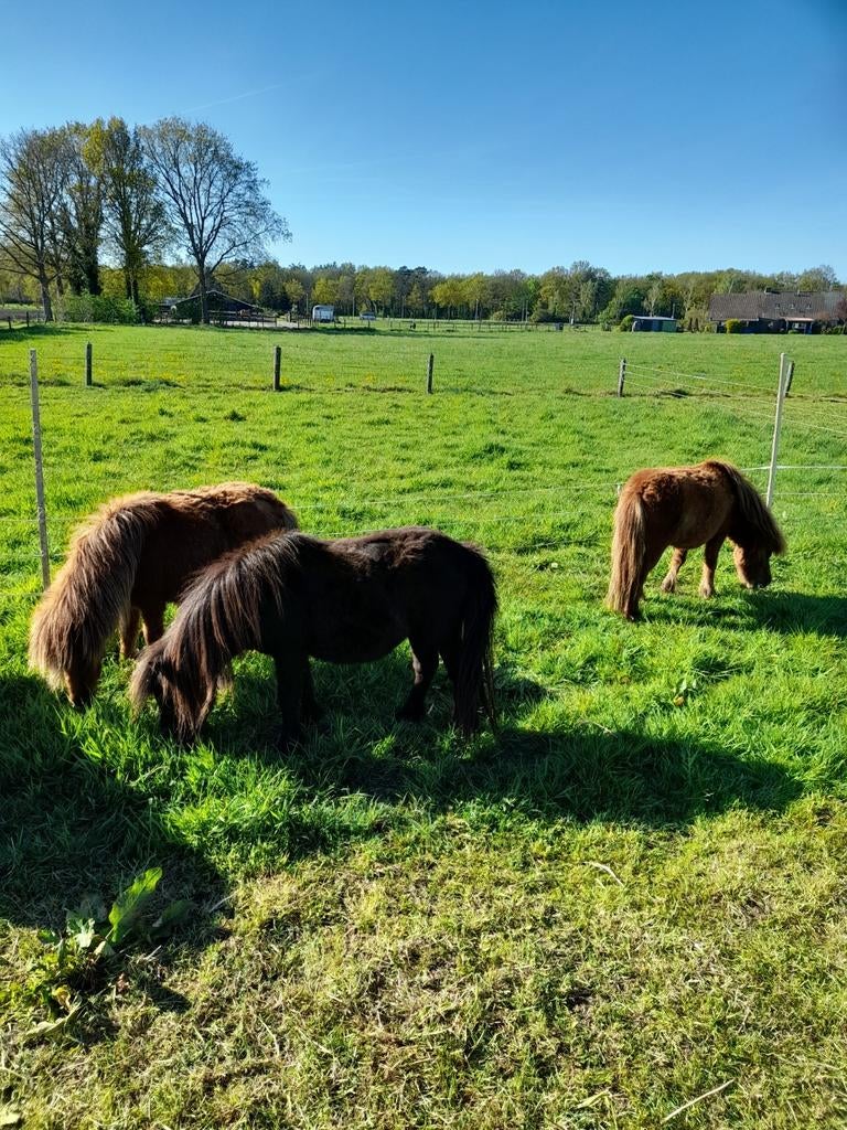 3 lieve merries, Dieren en Toebehoren, Pony's, Merrie, A pony (tot 1.17m), 0 tot 2 jaar, Gechipt, Ontwormd