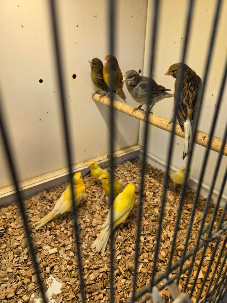 Diverse kleuren kanaries, Meerdere dieren, Kleurkanarie