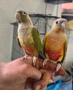 Super lieve tamme pyrrhura's, Geslacht onbekend, Parkiet