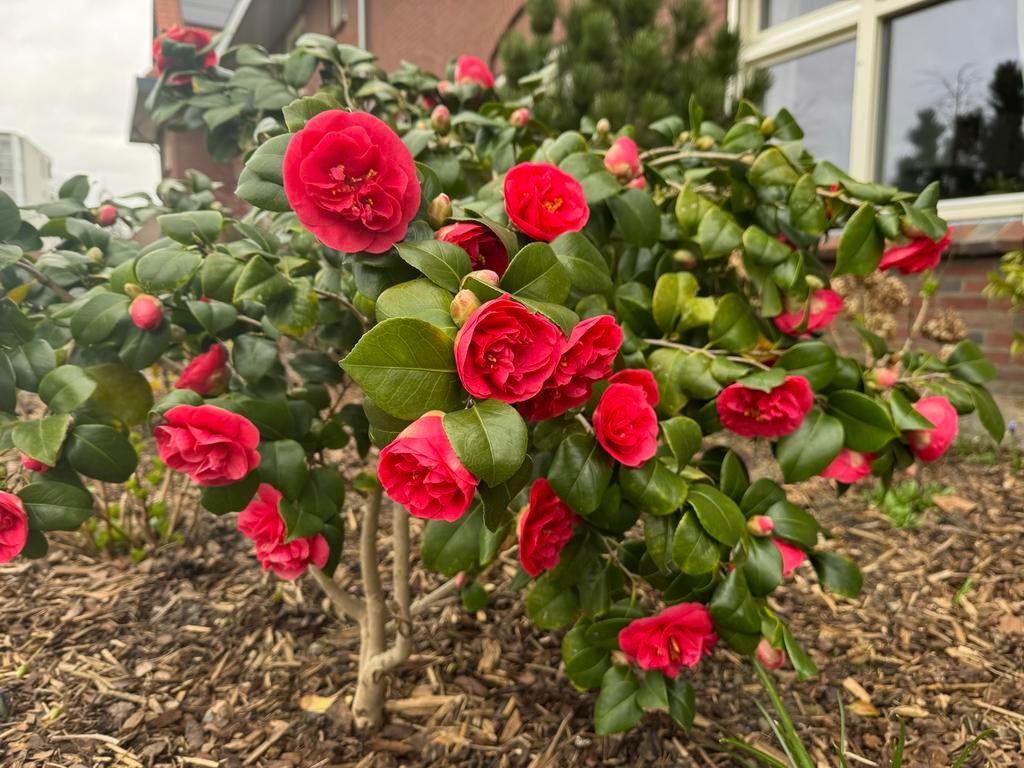 Camellia japonica red - 3 stuks, Tuin en Terras, Planten | Tuinplanten, Vaste plant, Halfschaduw, Winter, Ophalen