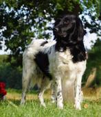 Friese Stabij teef, Parvo, Overige rassen, Teef, Eén hond