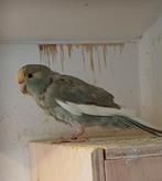 Kakariki, Dieren en Toebehoren, Vogels | Overige Vogels, Meerdere dieren, Geringd