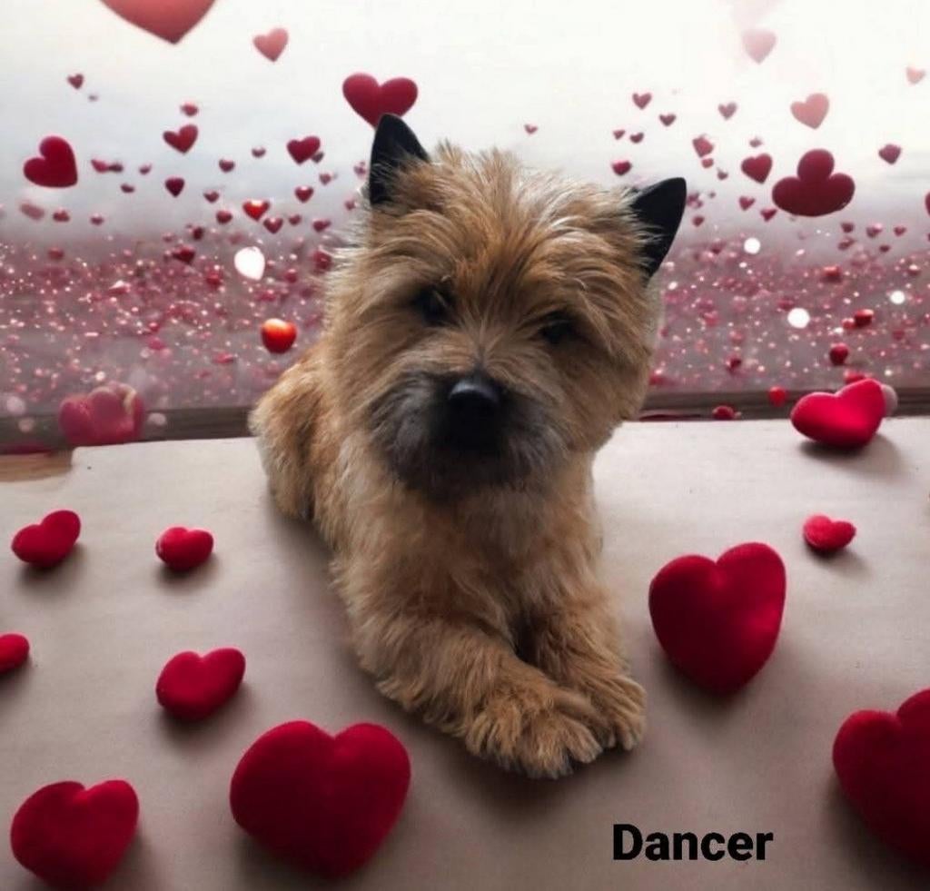 Cairn Terrier Dekreuen cq. Bezoekhonden, Dieren en Toebehoren, Honden | Jack Russells en Terriërs, Nederland, Overige rassen, Parvo