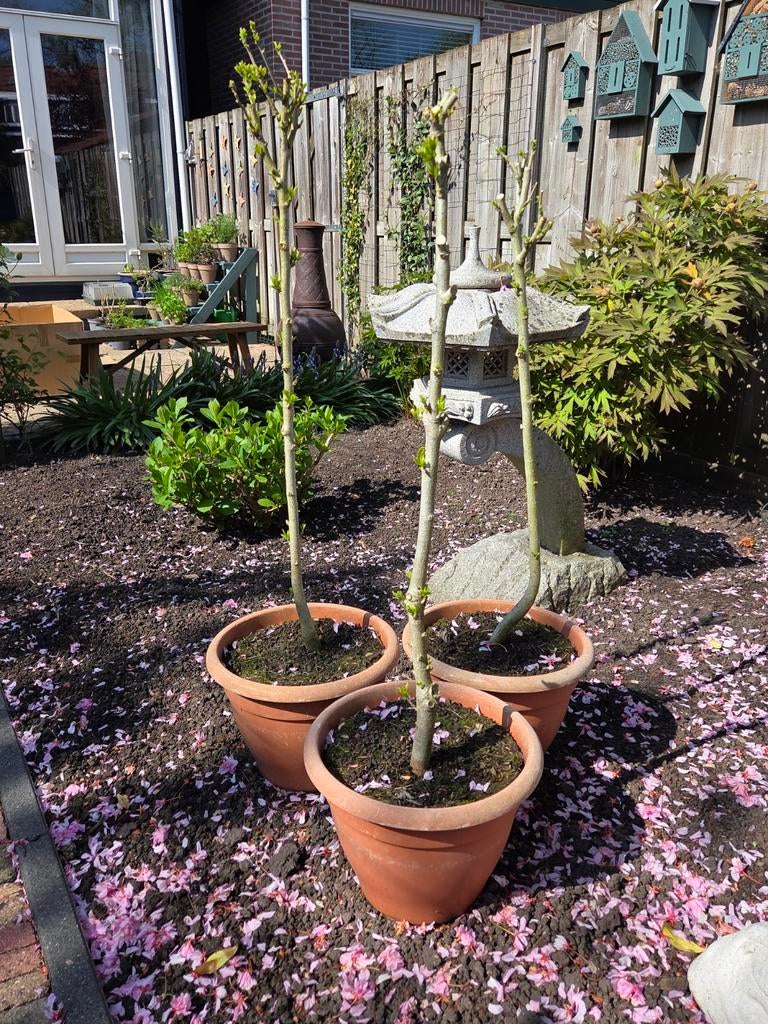 Hibiscus planten - 90cm hoog, Volle zon, Vaste plant, Zomer, Ophalen