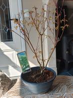 Bonsai starter Acer Japanse Esdoorn Emerald Lace, Bloeit niet, Halfschaduw, Minder dan 100 cm, Overige soorten