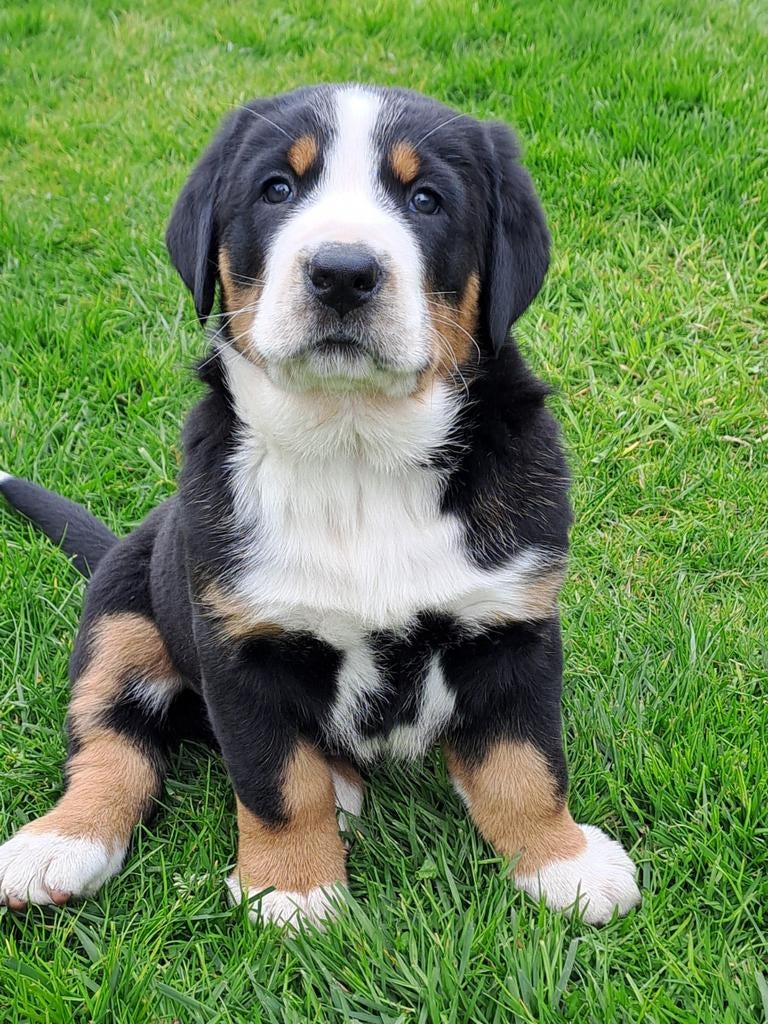 Grote Zwitserse Sennenhond  pup, Dieren en Toebehoren, Honden | Bulldogs, Pinschers en Molossers, Reu, Sennenhond, Particulier