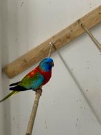 Gezocht man Opaline rode splendid, Mannelijk, Parkiet