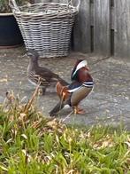 Manderijn eenden , koppeltje., Meerdere dieren, Eend