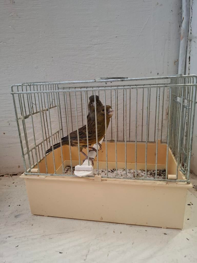 Mooie kanaries pop zwart kobalt mozaïek, Ophalen of Verzenden, 110 cm of meer, Minder dan 65 cm