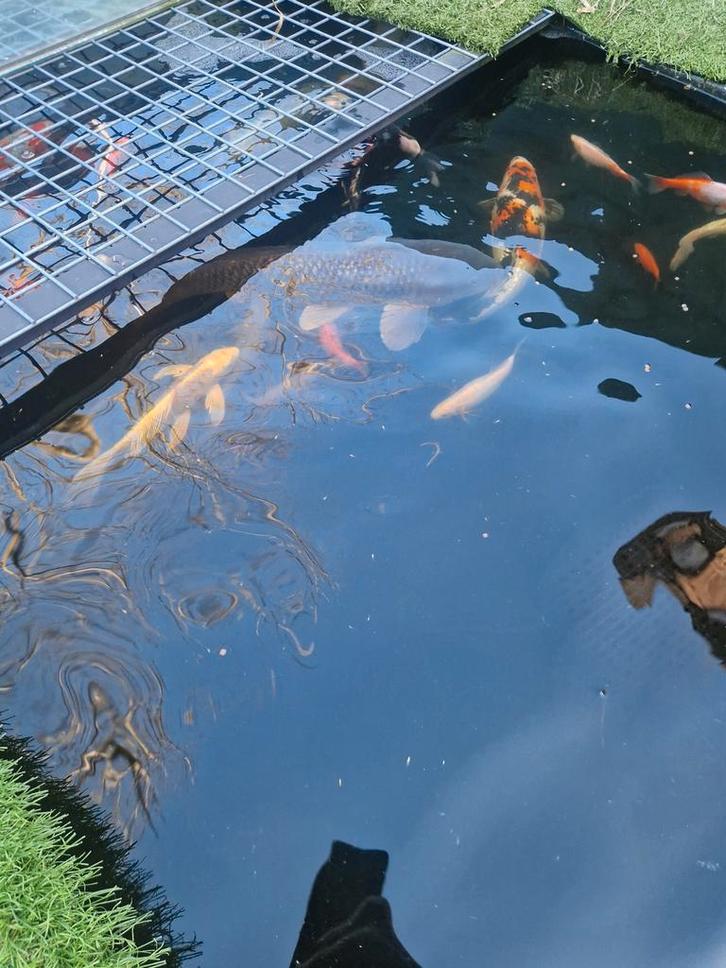 Complete vijver, Dieren en Toebehoren, Vissen | Vijvervissen, Karper of Koi